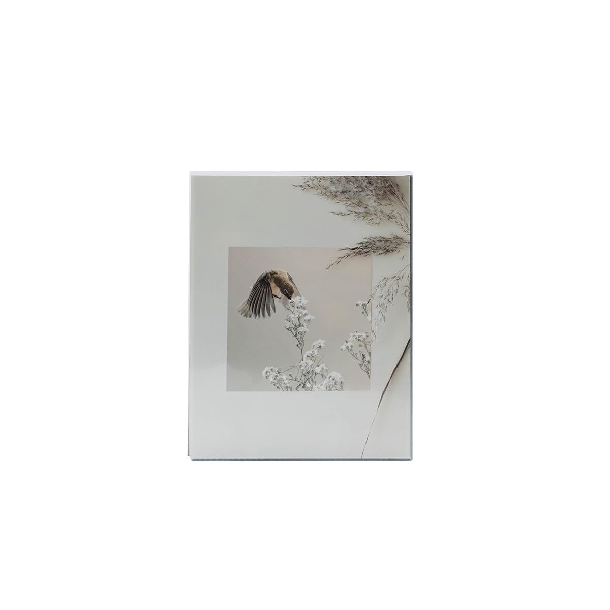 Ceanothe Cocoon album photo 64 photos beige
