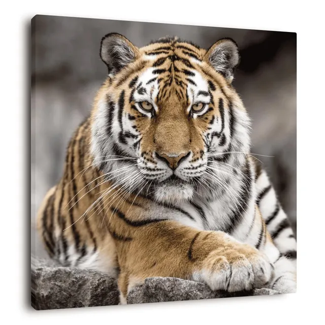 Ceanothe tableau toile tigre de Sibérie 45x45 cm