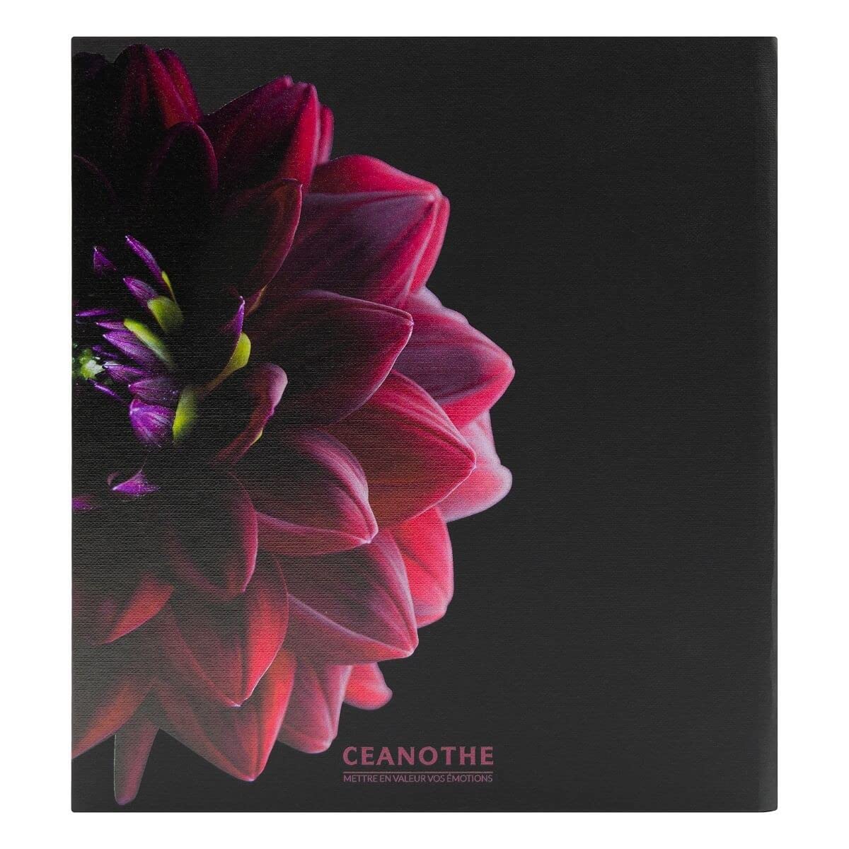 Ceanothe Dahlia album photo 200 photos floral