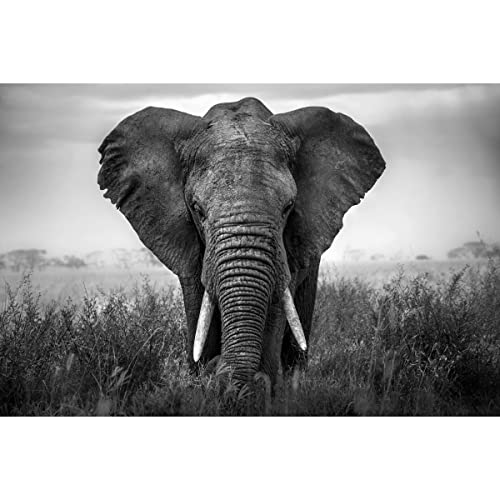 Ceanothe éléphant tableau verre synthétique 80x120 cm noir blanc