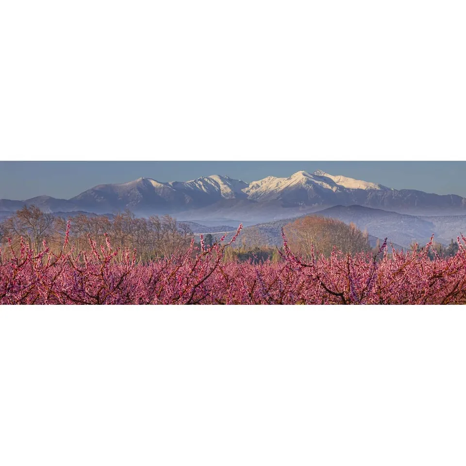 Ceanothe Tableau Toile Le Canigou Enneigé 30x97 cm