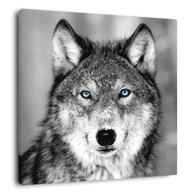Ceanothe tableau toile loup 30x30 cm yeux bleus