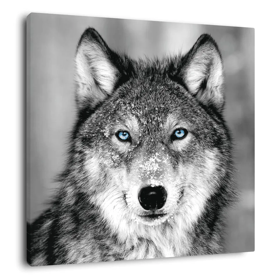 Ceanothe tableau toile loup 30x30 cm yeux bleus