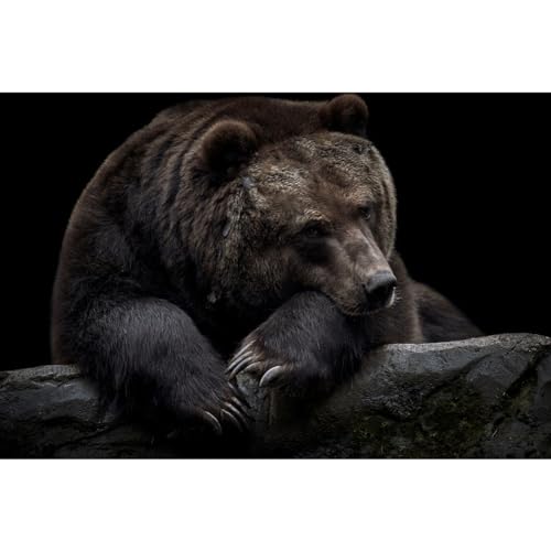Ceanothe ours brun du Kamtchatka tableau toile 45x65 cm mat