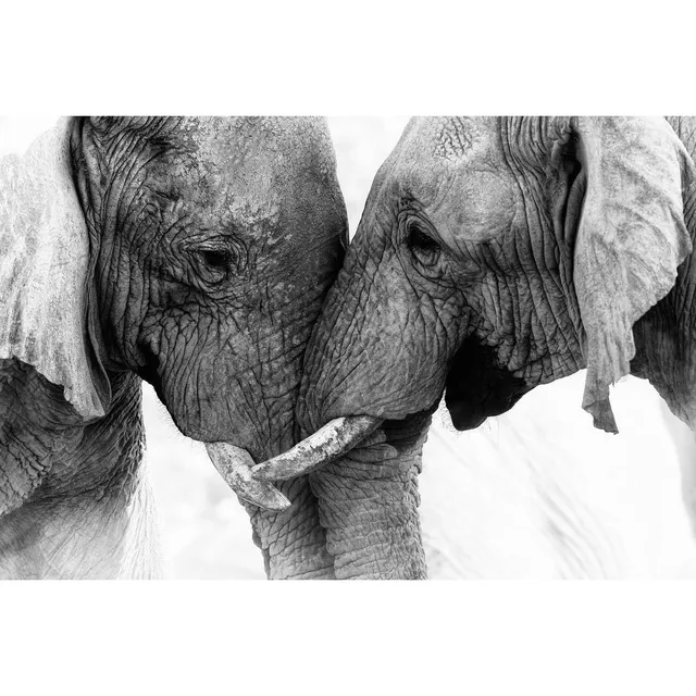 Ceanothe tableau verre éléphants 45x65 cm