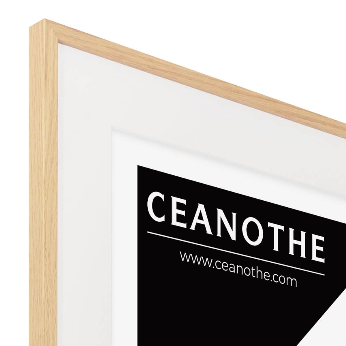 Ceanothe Alba cadre photo chêne 60x80 cm passe-partout