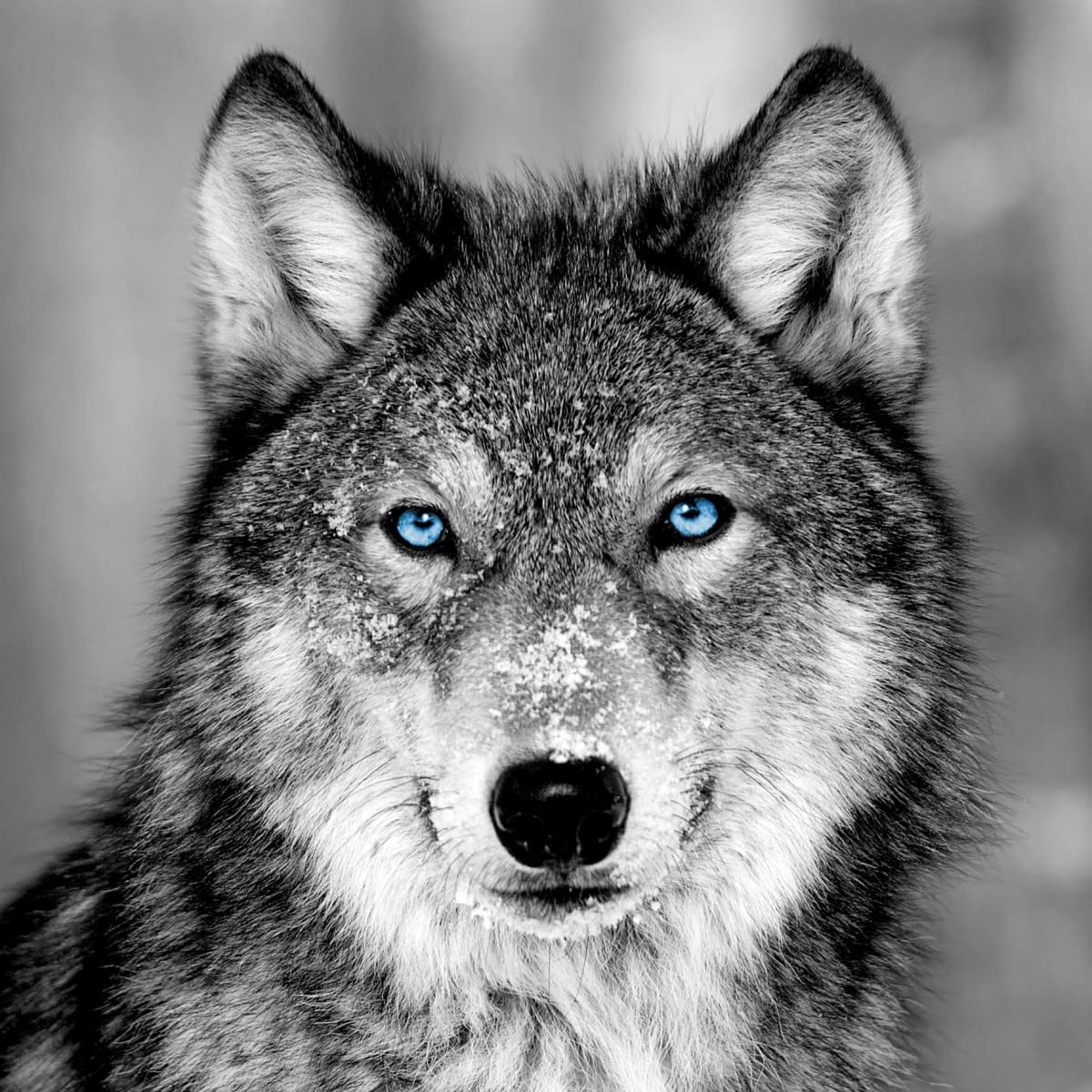 Ceanothe tableau toile loup 30x30 cm yeux bleus