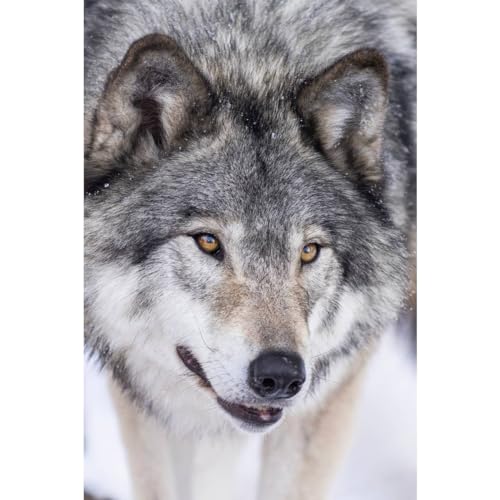 Ceanothe tableau toile loup blanc 45x65 cm