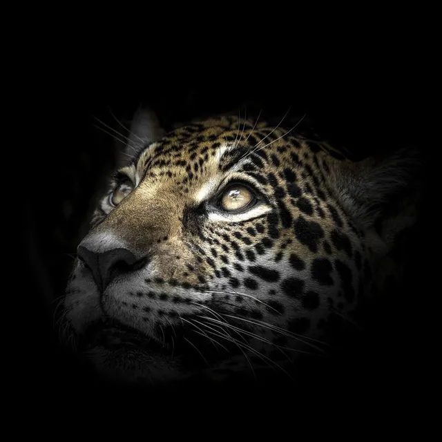 Ceanothe regard léopard tableau verre 30x30 cm brillant