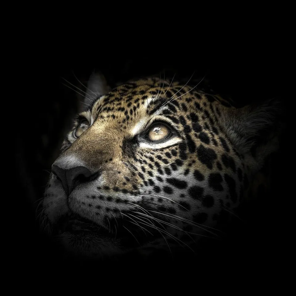 Ceanothe regard léopard tableau verre 30x30 cm brillant