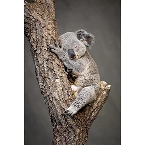 Ceanothe tableau toile koala endormi 30x45 cm HD