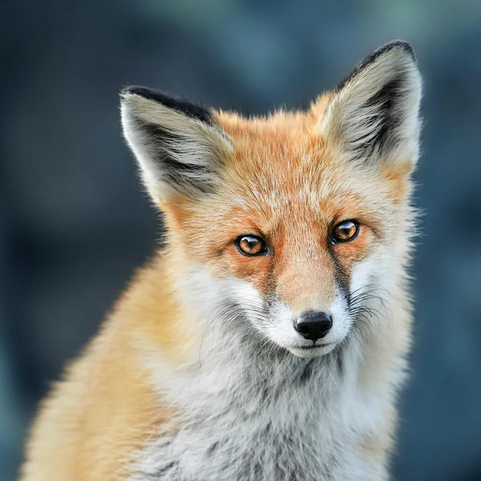 Ceanothe Glass'art Renard tableau sur verre 30x30 cm brillant