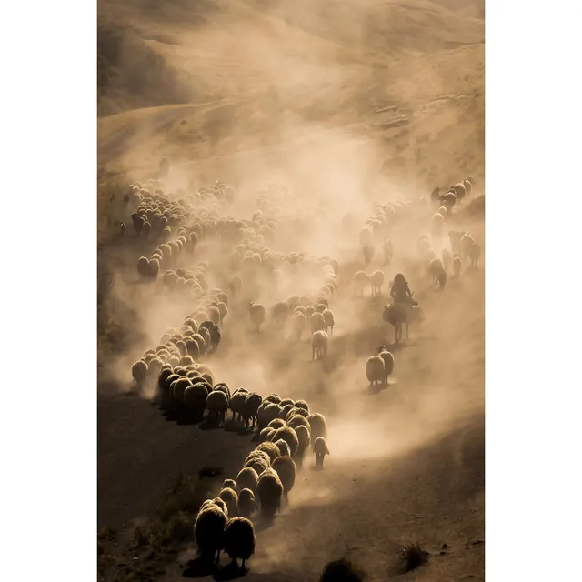 Ceanothe troupeau tableau toile 45x65 cm mat
