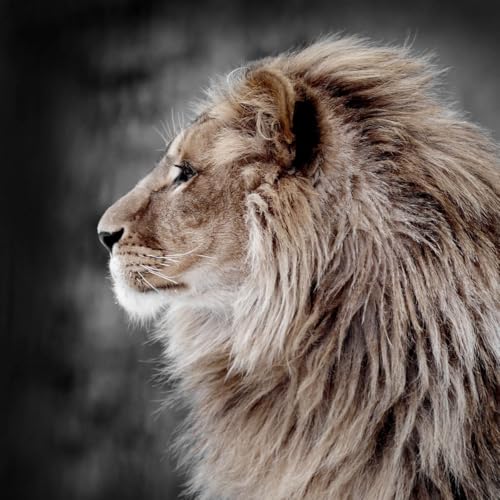 Ceanothe Lion Profil tableau verre 90x90 cm brillant