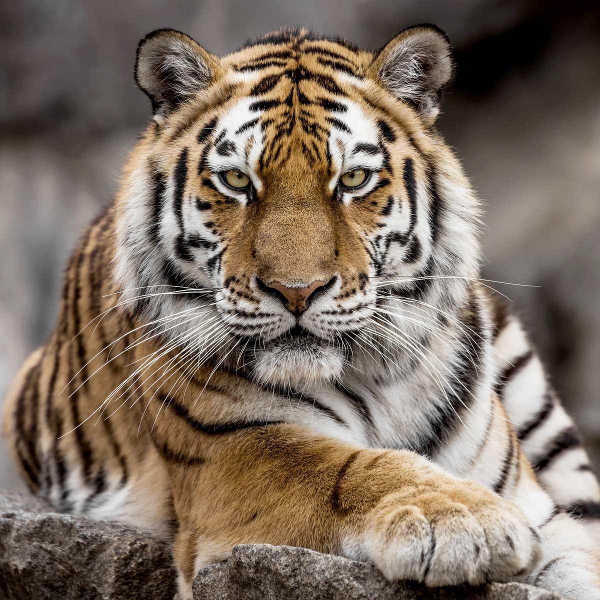 Ceanothe tableau toile tigre de Sibérie 45x45 cm