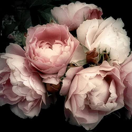 Ceanothe Fleur Romantique tableau toile 45x45 cm HD