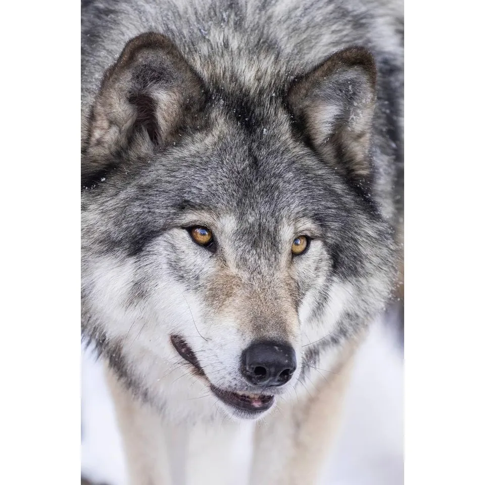 Ceanothe tableau toile loup blanc 45x65 cm
