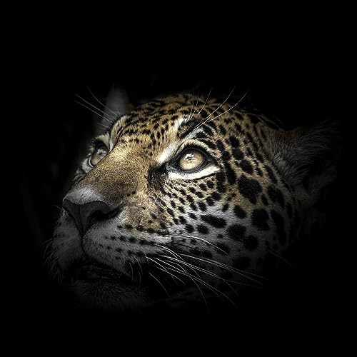 Ceanothe regard léopard tableau verre 30x30 cm brillant