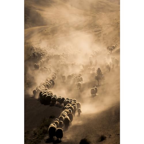 Ceanothe troupeau tableau toile 45x65 cm mat