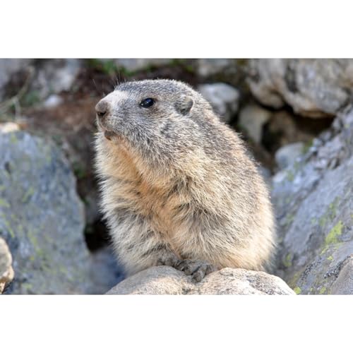 Ceanothe Art de nos régions marmotte des Hautes-Pyrénées tableau toile 30x45 cm