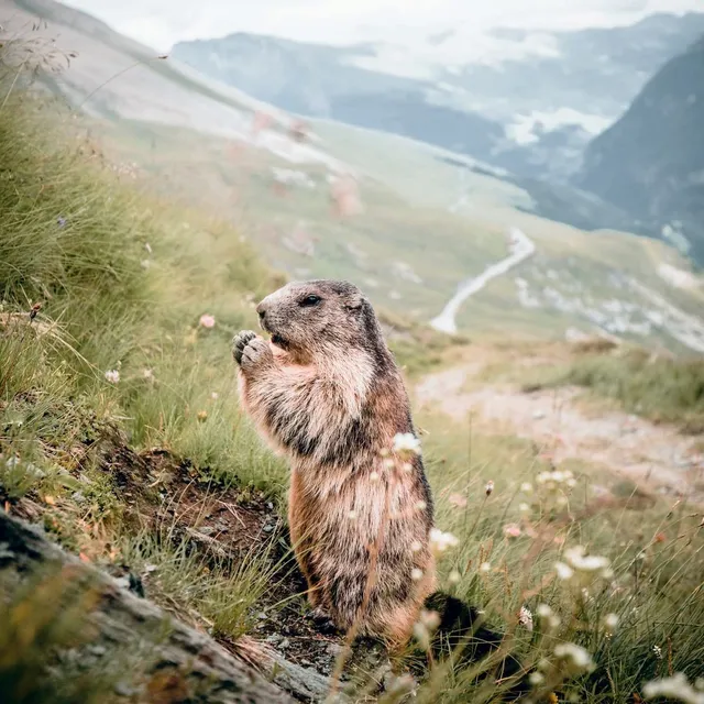 Ceanothe tableau toile marmotte 45x45 cm HD France
