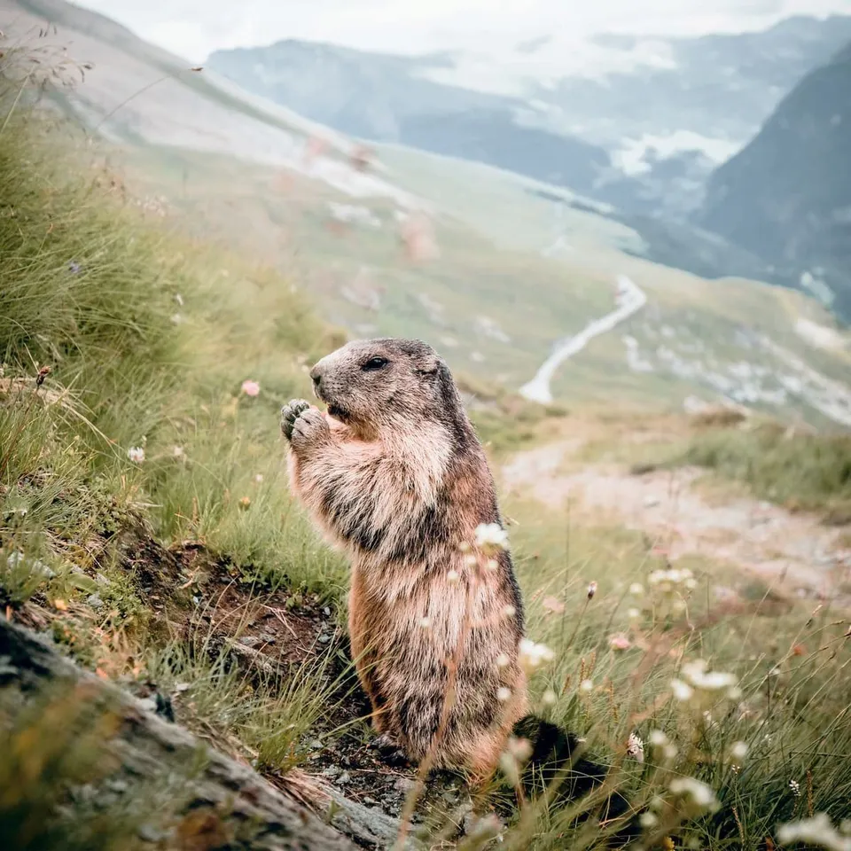 Ceanothe tableau toile marmotte 45x45 cm HD France