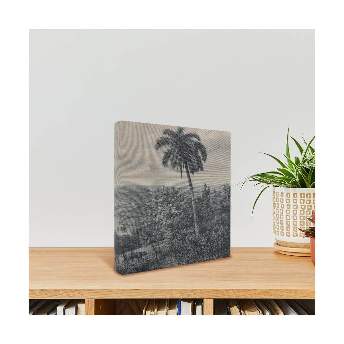 Ceanothe album photo palmier 600 vues 10x15 coton