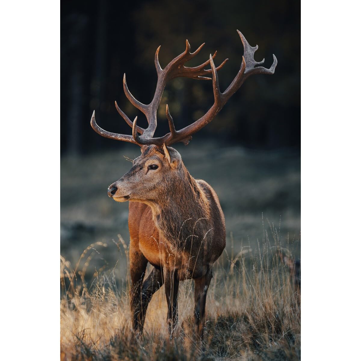 Ceanothe cerf sauvage tableau toile 30x45 cm HD