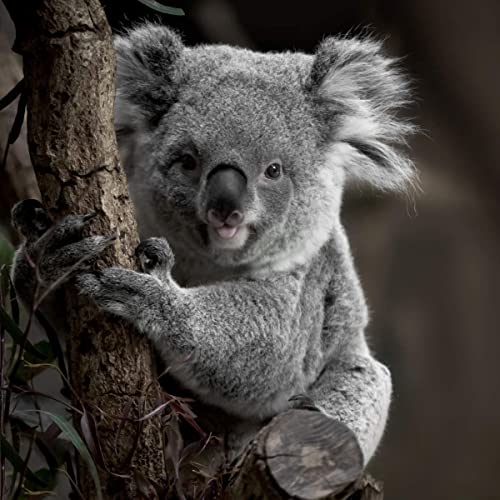 Ceanothe tableau toile koala 30x30 cm prêt à accrocher