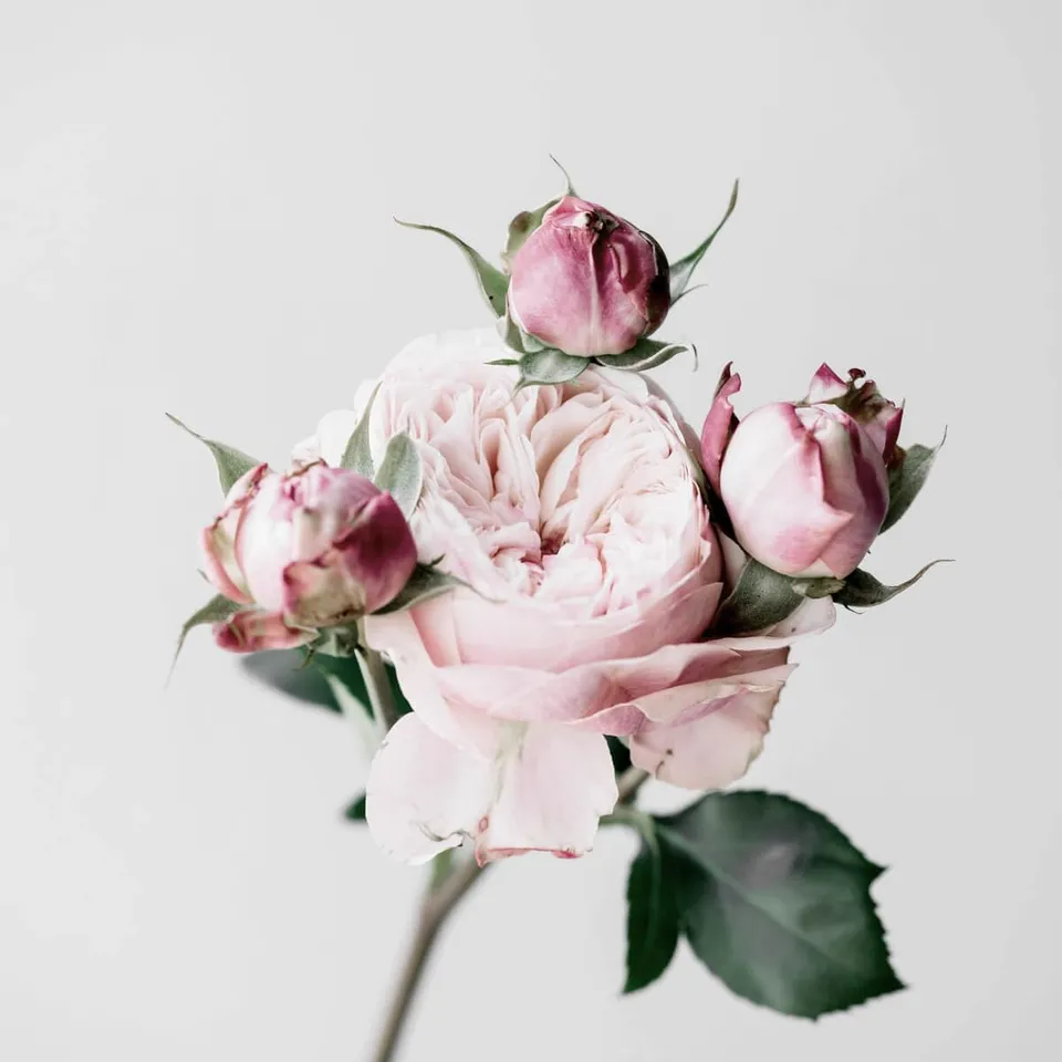 Ceanothe Roses tableau toile 45x45 cm HD