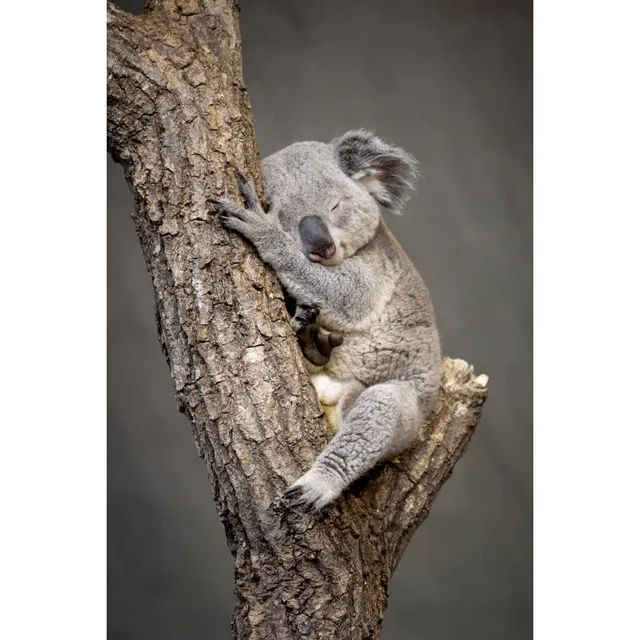 Ceanothe tableau toile koala endormi 30x45 cm HD