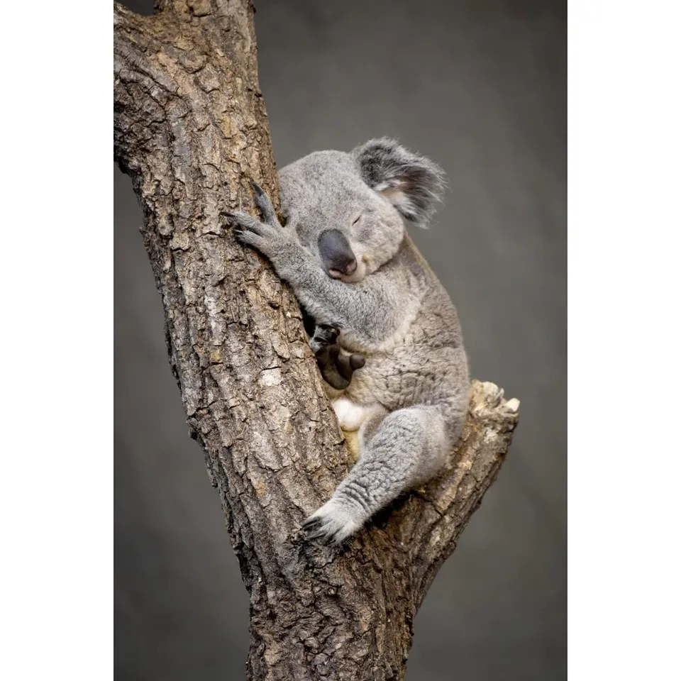 Ceanothe tableau toile koala endormi 30x45 cm HD